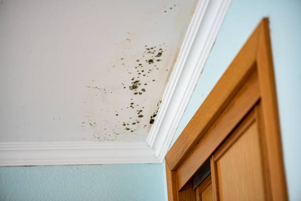 Best Emergency Mold Remediation in Avoca, PA