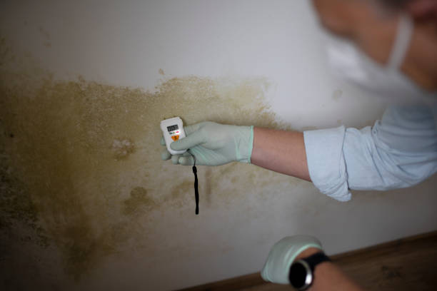 Best Industrial Mold Remediation in Avoca, PA