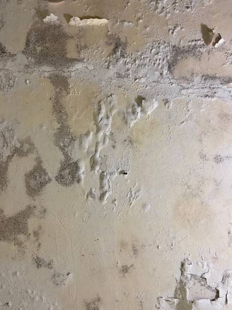 Best HVAC Mold Remediation in Avoca, PA