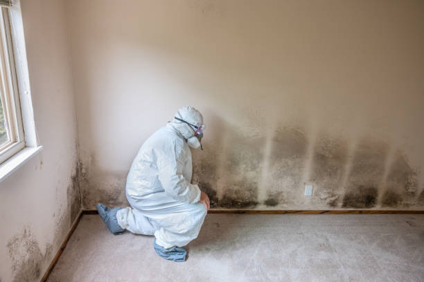 Best Post-Flood Mold Remediation in Avoca, PA