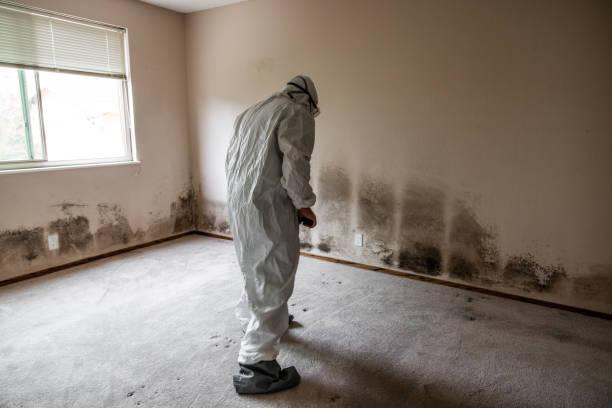 Best Commercial Mold Remediation in Avoca, PA