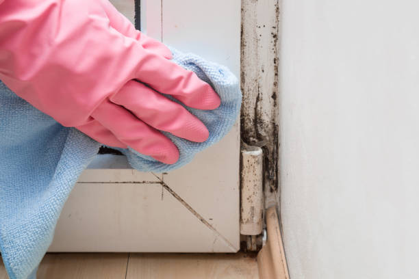 Best Post-Flood Mold Remediation in Avoca, PA
